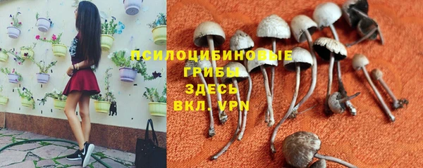 гашик Алексин